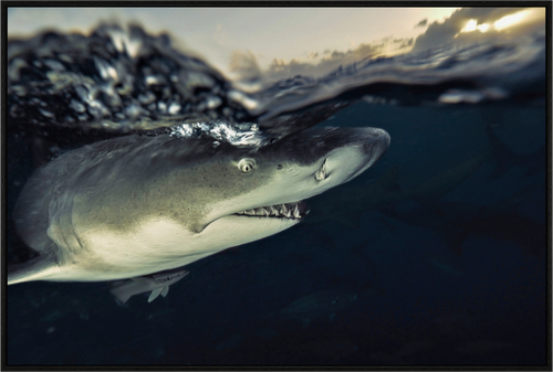 Main image Bahamas Spirit
