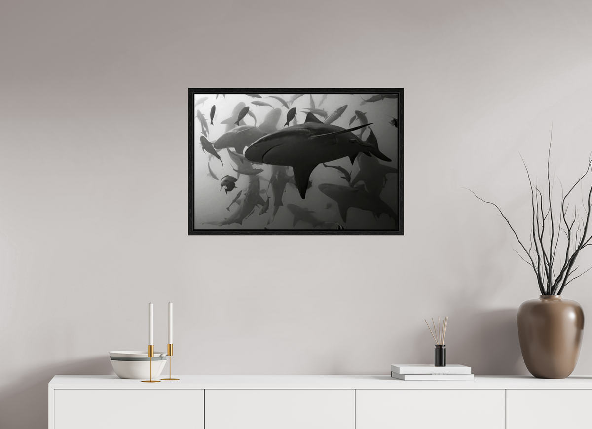 75 x 50 cm, Floater Frame Bullshark Dance