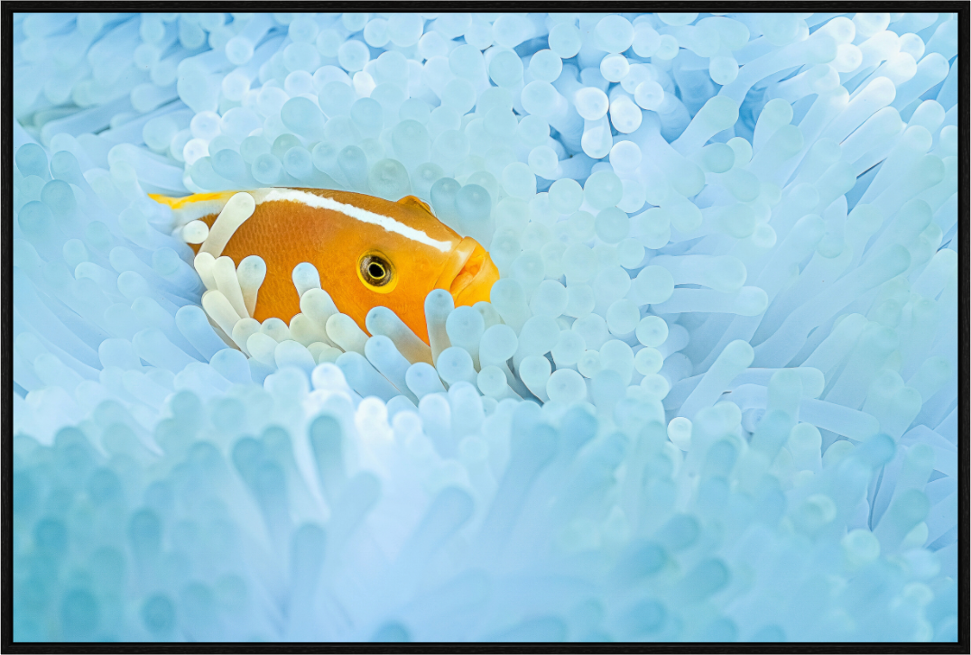 Main image Bleaching