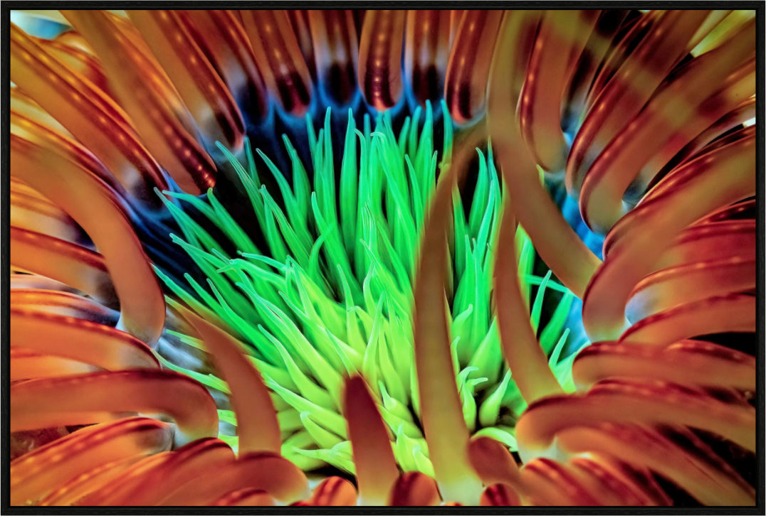 Main image United colors