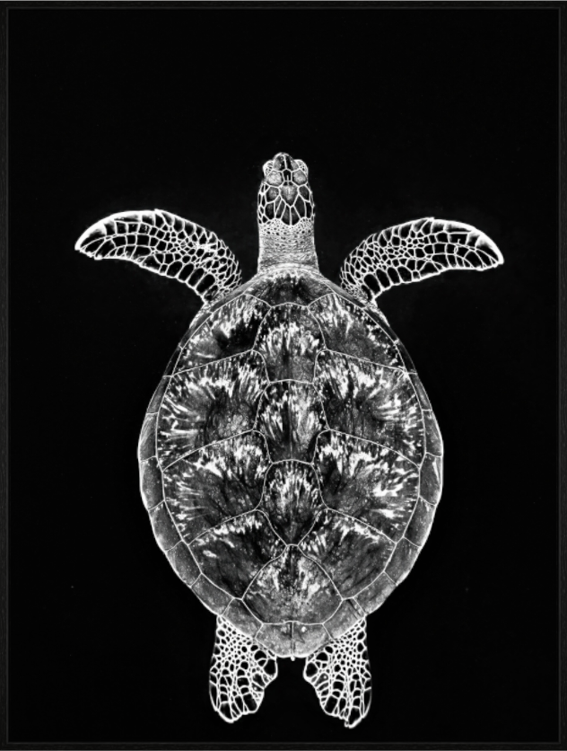 Main image Symetrie