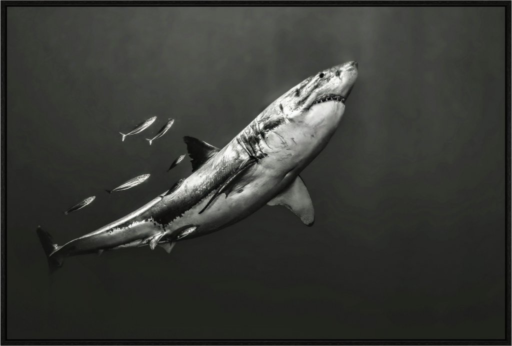 Main image The Great White