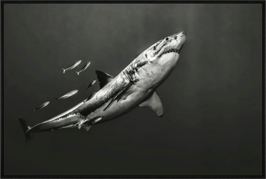 Main image The Great White