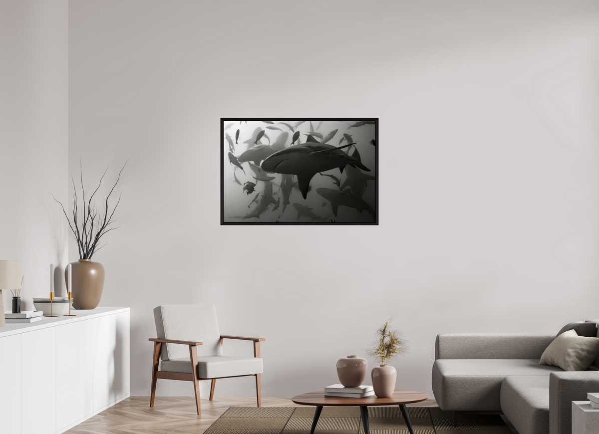 105 x 70 cm, Floater Frame Bullshark Dance