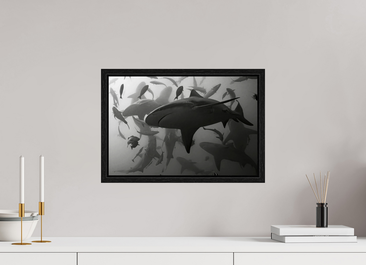 45 x 30 cm, Floater Frame Bullshark Dance