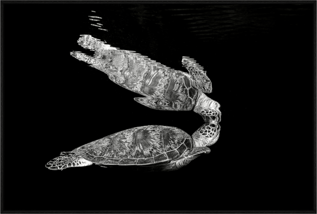 Main image Reflection