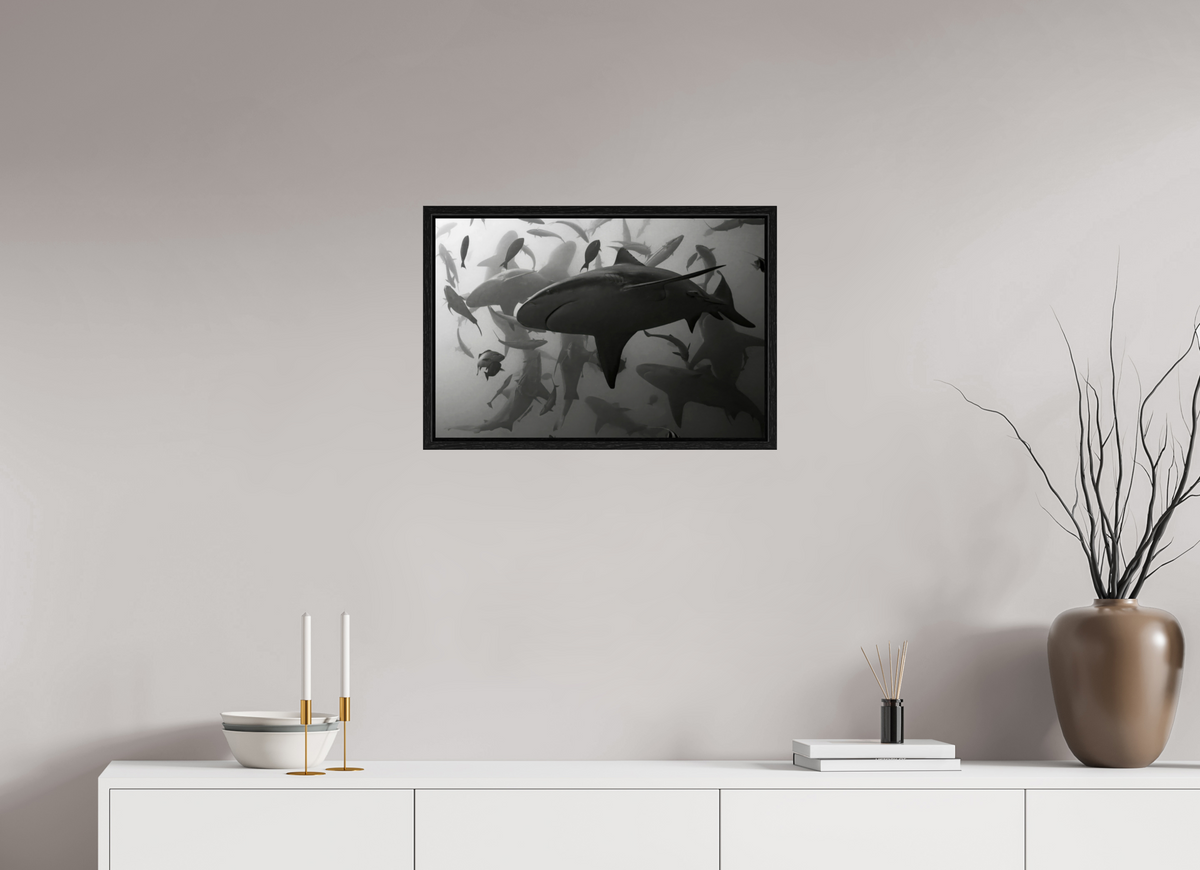 60 x 40 cm, Floater Frame Bullshark Dance